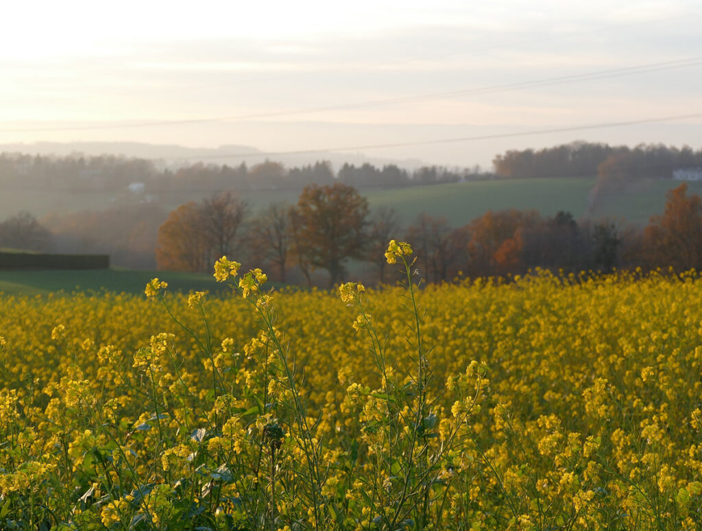 Paysage